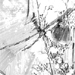 conny stark - fundstücke - natur