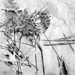 conny stark - fundstücke - natur