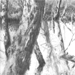 conny stark - fundstücke - natur