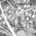 conny stark - fundstücke - natur