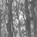 conny stark - fundstücke - natur